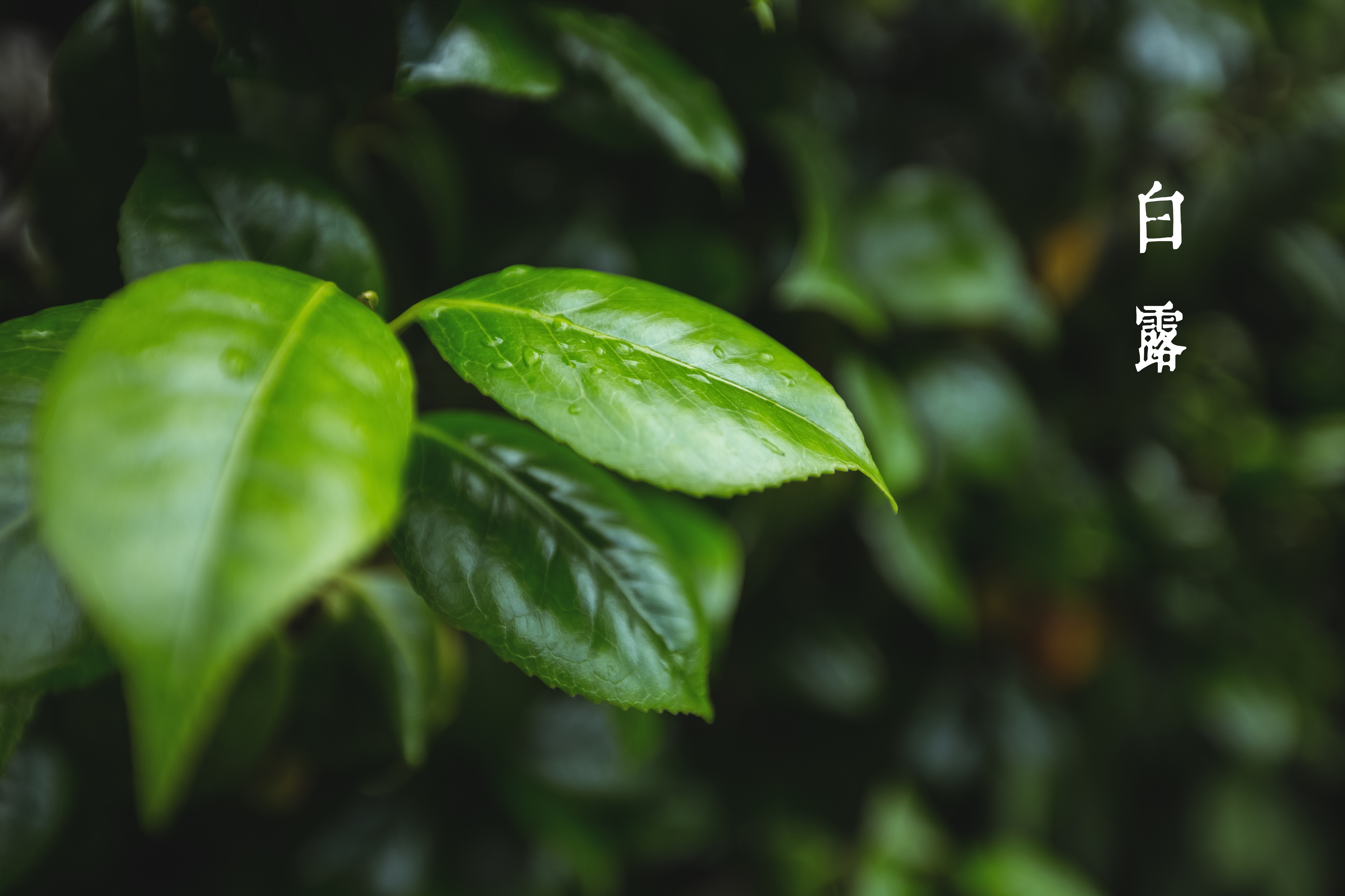 茶說節氣-白露